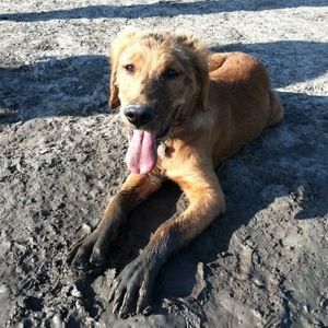 Meet your Posher, Corianna